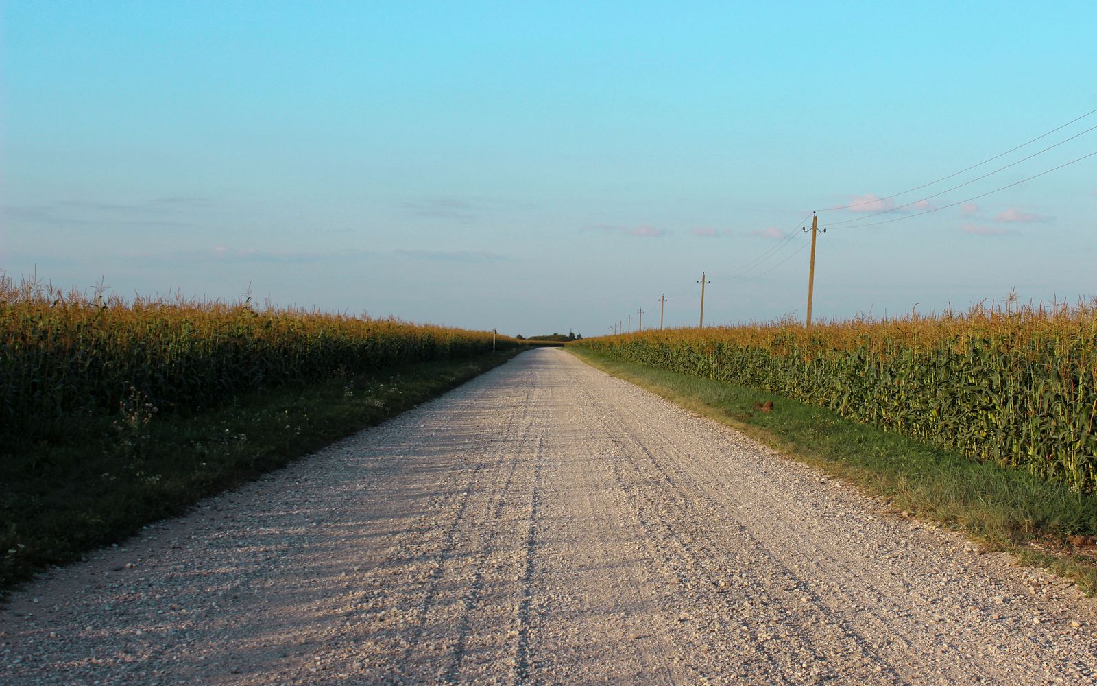Gravel road running between cornfields in eastern Nebraska