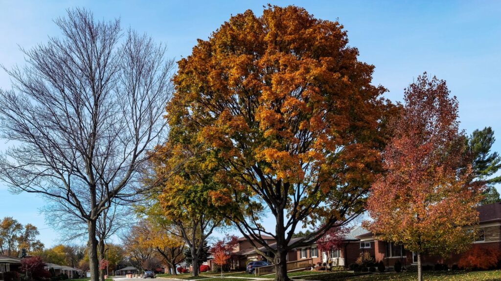 A peaceful suburban street lined with vibrant autumn trees and houses under a clear sky.